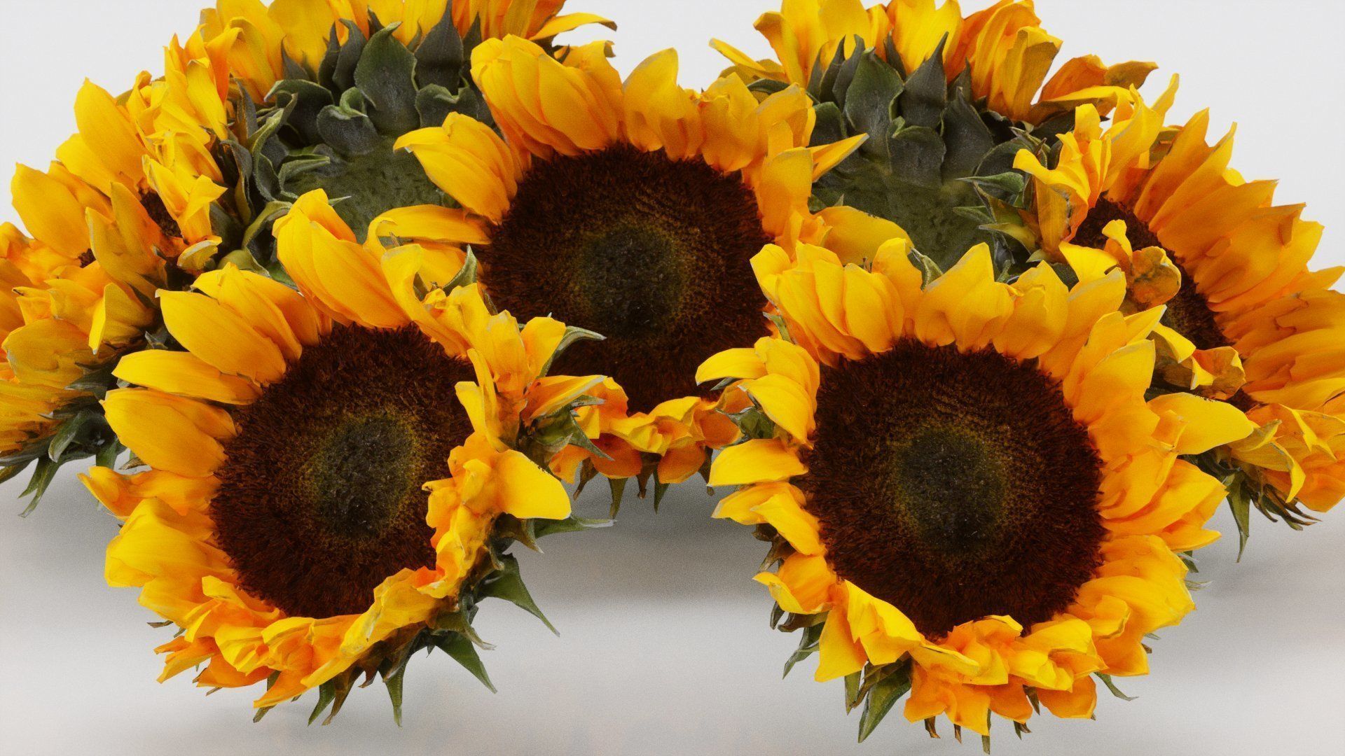 Sunflower Brown Low-poly 3D model_3