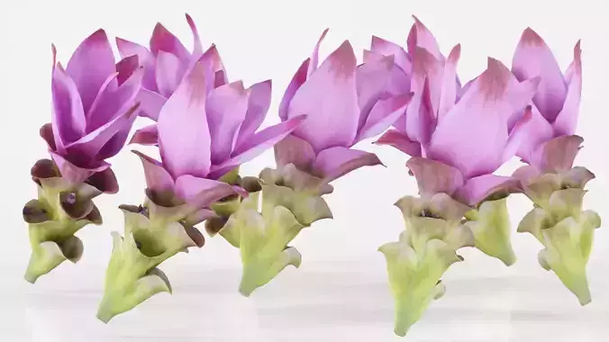 Tulip of Thailand Low-poly 3D model