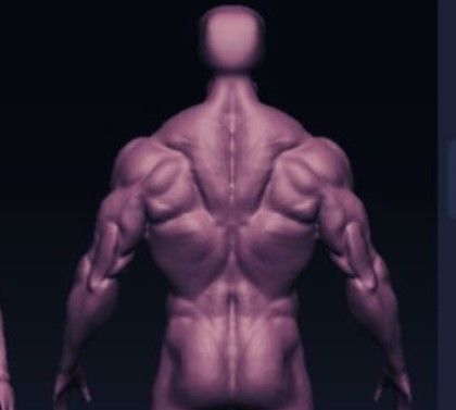 bodybuilder human body Low-poly 3D model_8