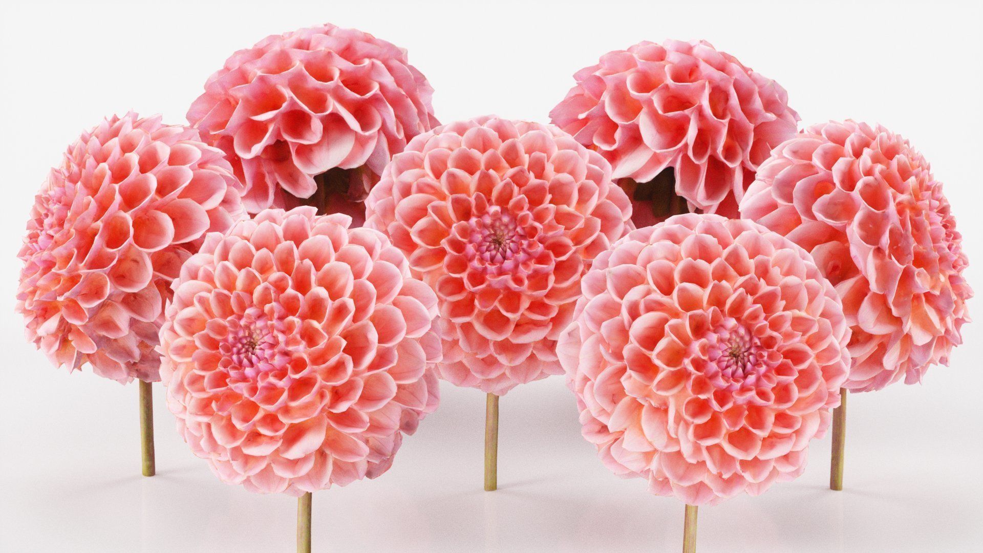 15 Flowers Collection _22