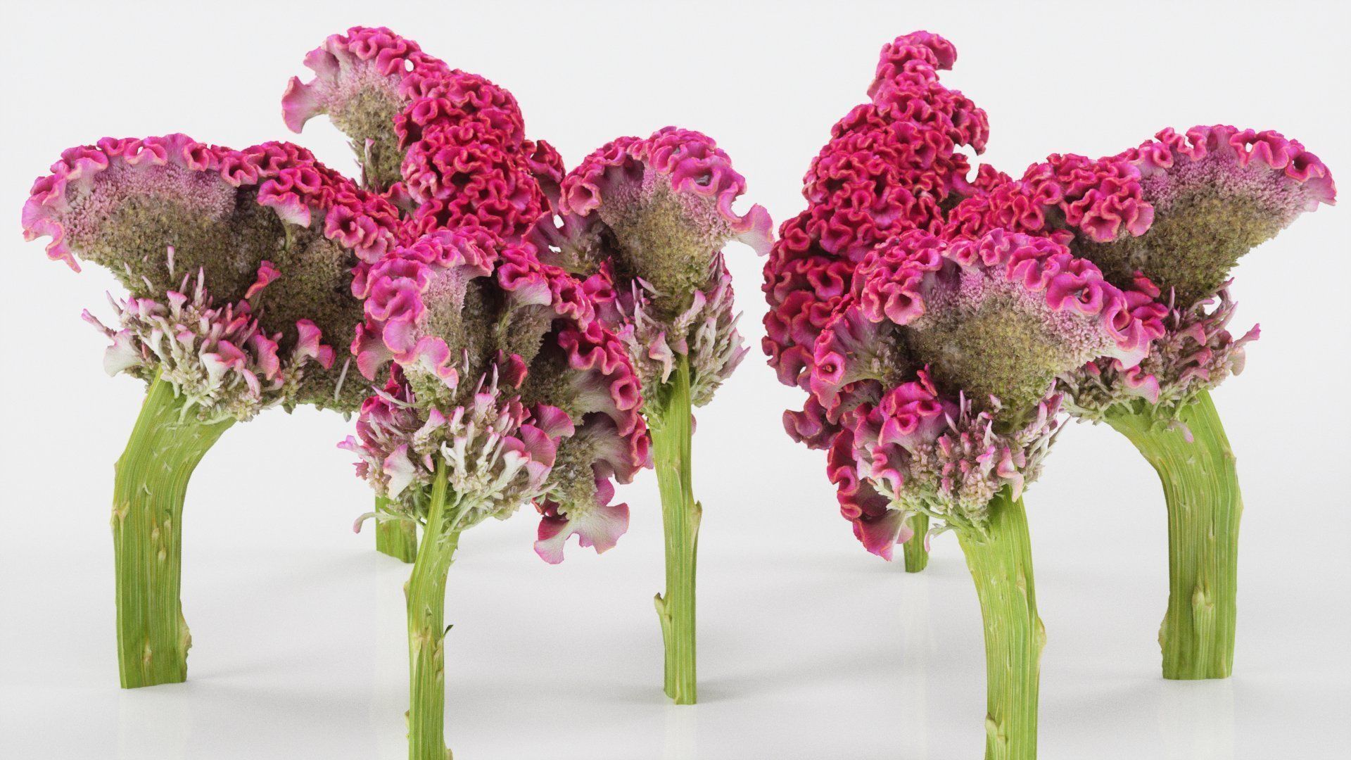 15 Flowers Collection _16