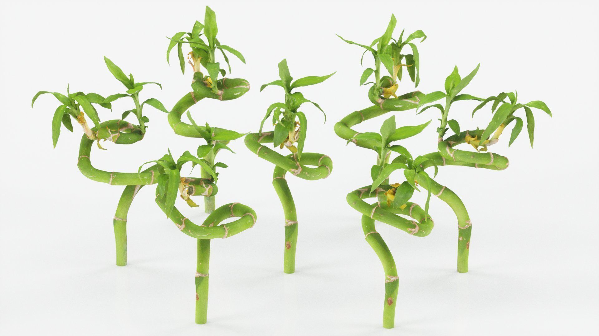 15 Flowers Collection _25