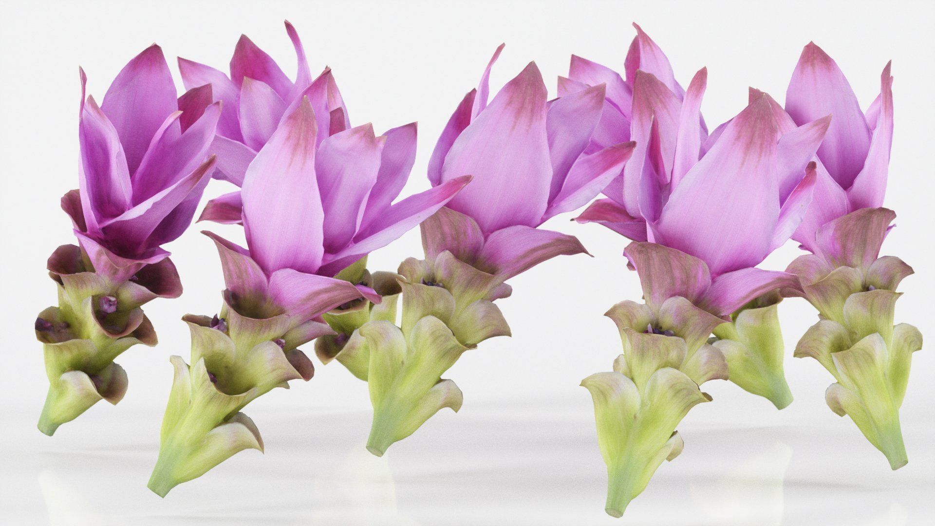 15 Flowers Collection _27