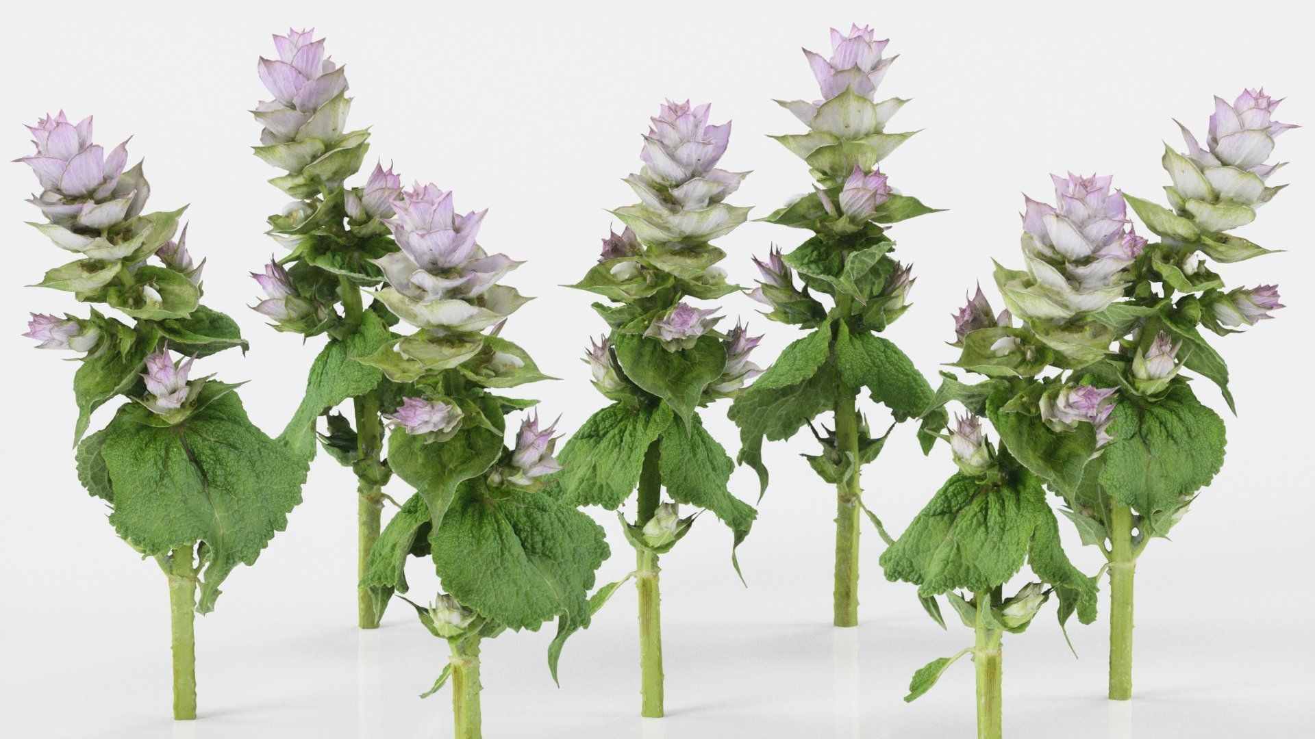 15 Flowers Collection _18