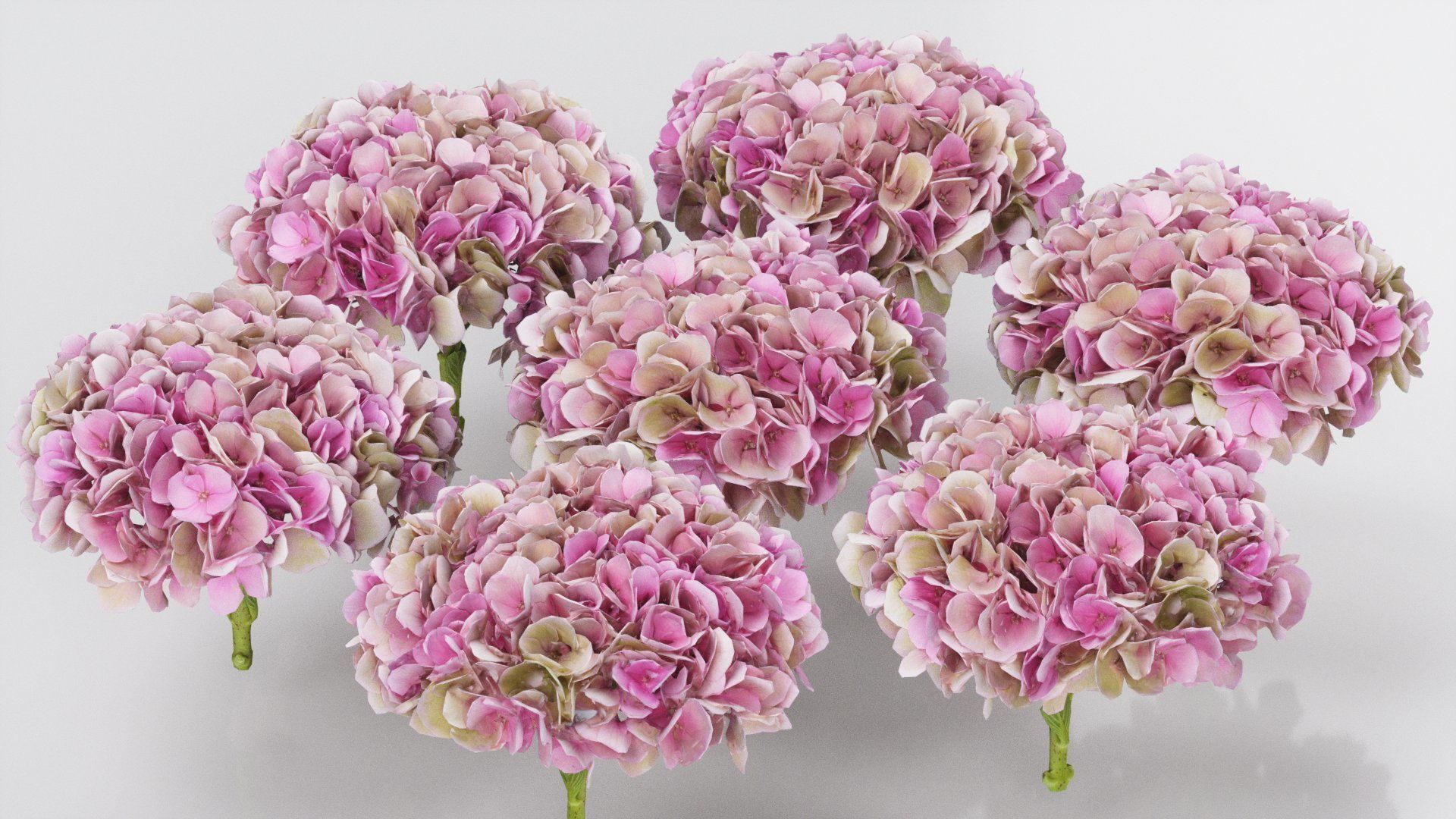 15 Flowers Collection _23