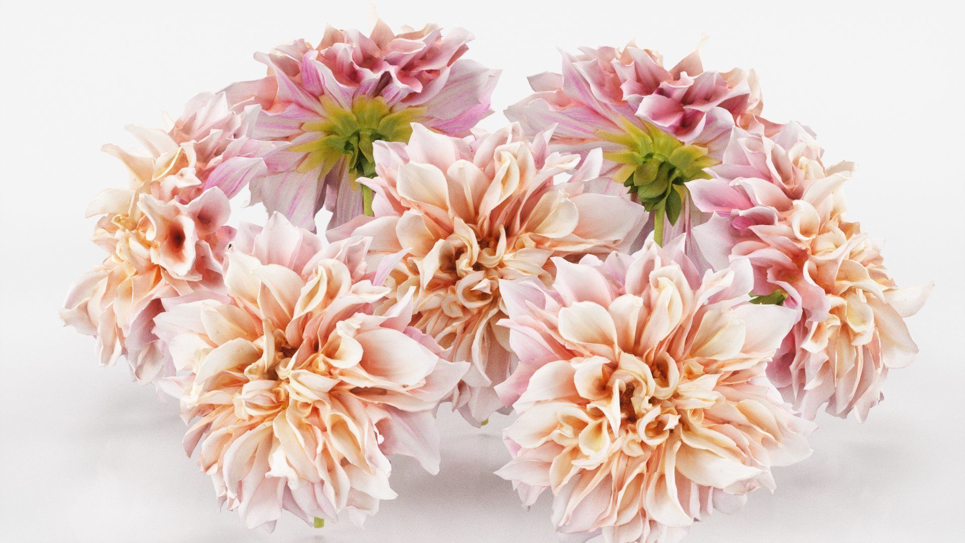 15 Flowers Collection _15