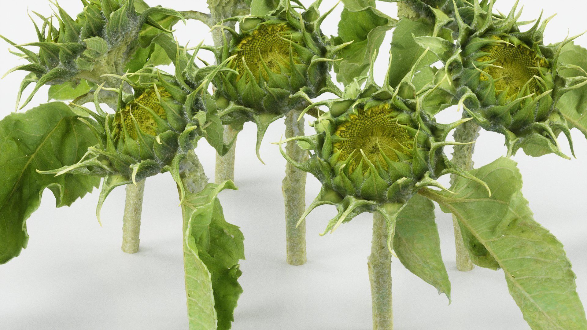 15 Flowers Collection _14