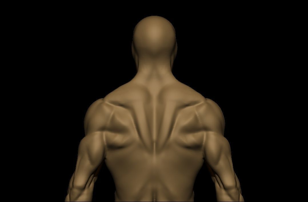 charctere anatomy  high poly  3D model_18