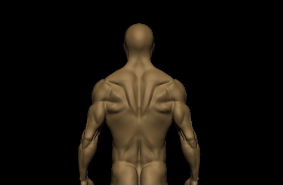 charctere anatomy  high poly  3D model_15