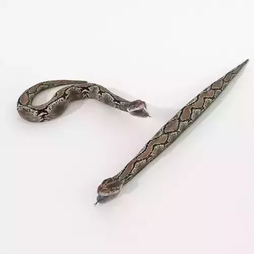 Python Snake Low-poly 3D model