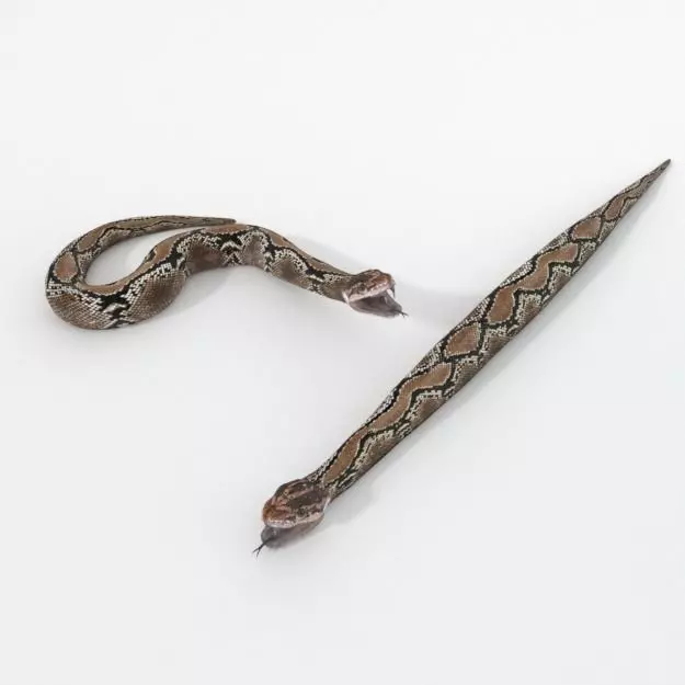 Python Snake Low-poly 3D model_0