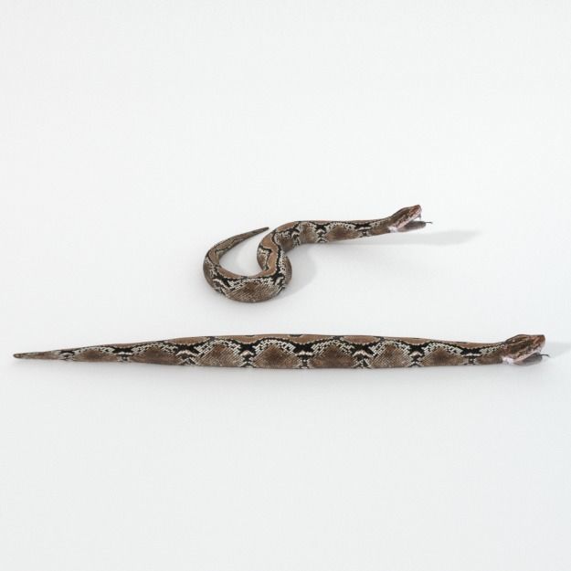 Python Snake Low-poly 3D model_3