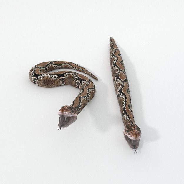 Python Snake Low-poly 3D model_2
