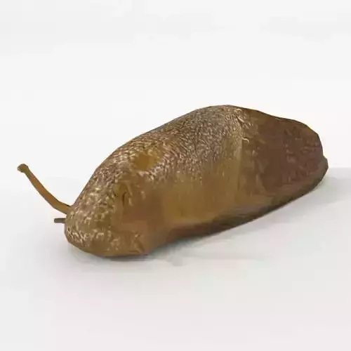 Slug Animal