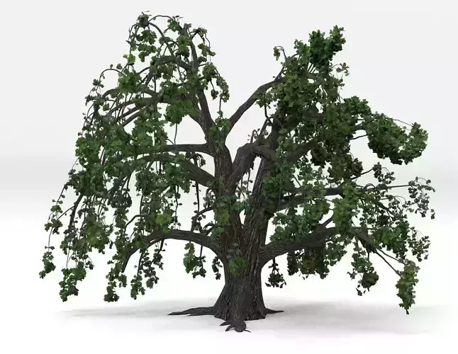 Old oak spring 3D model