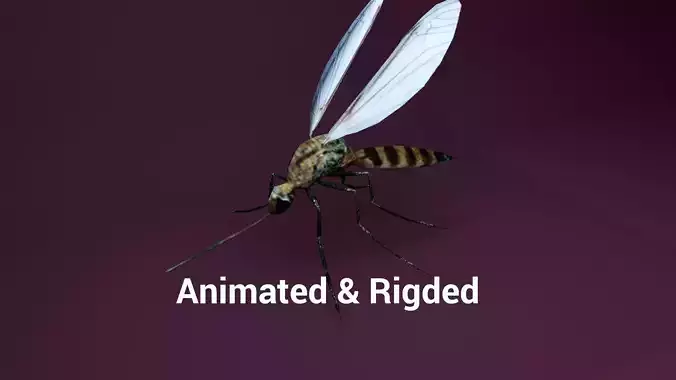 Mosquito animated and rigged Low-poly 3D model