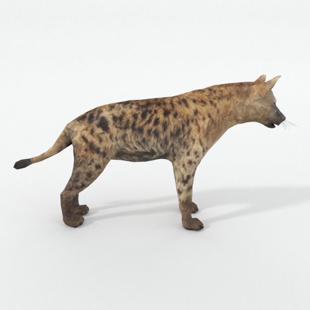 Hyena lion Low-poly 3D model_3