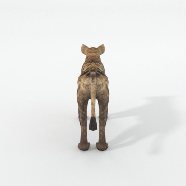 Hyena lion Low-poly 3D model_1
