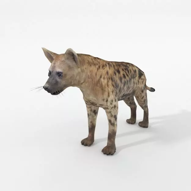 Hyena lion Low-poly 3D model_0
