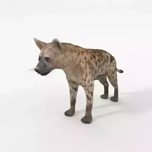 Hyena lion Low-poly 3D model