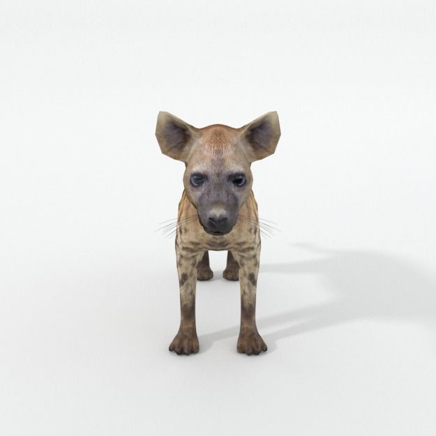 Hyena lion Low-poly 3D model_2