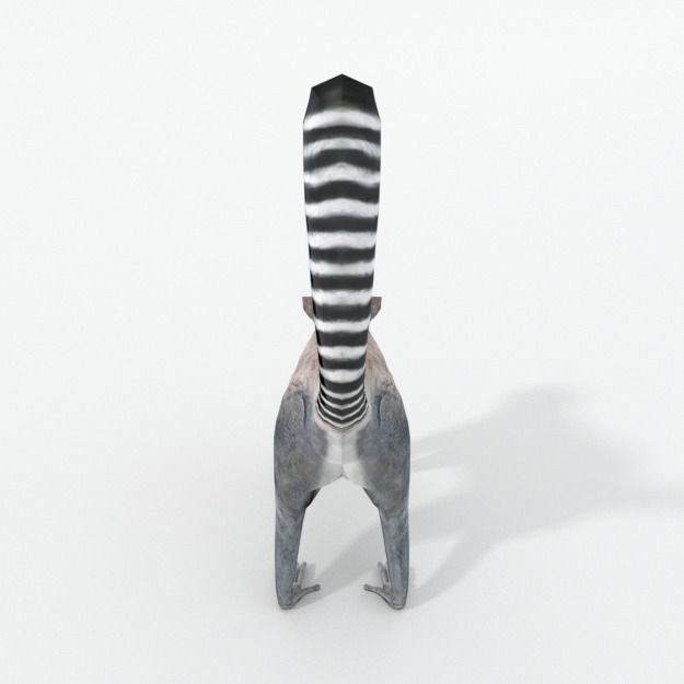 Lemur Low-poly 3D model_1