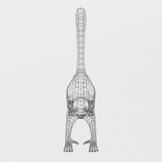 Lemur Low-poly 3D model_6