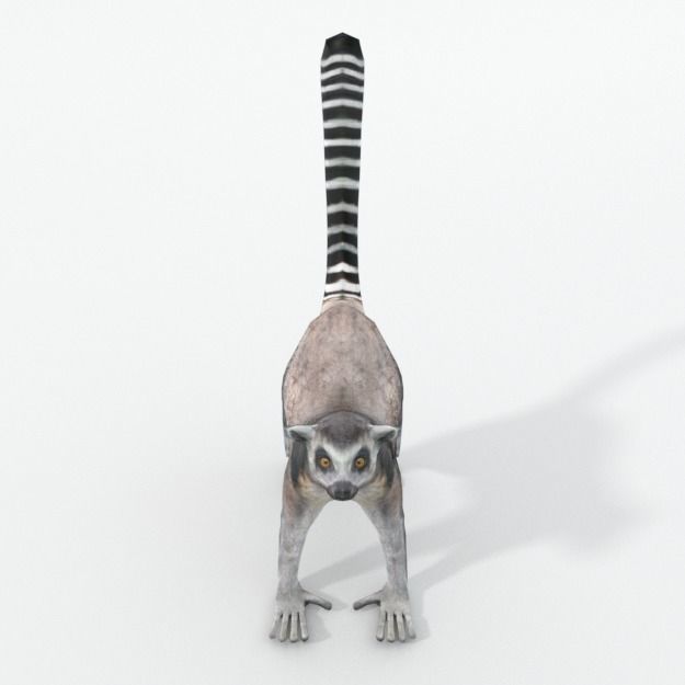 Lemur Low-poly 3D model_2