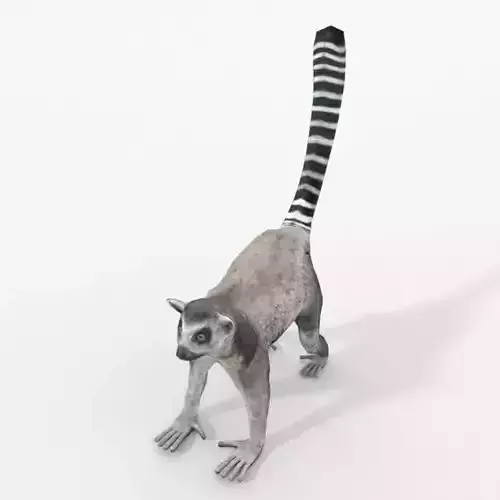 Lemur Low-poly 3D model