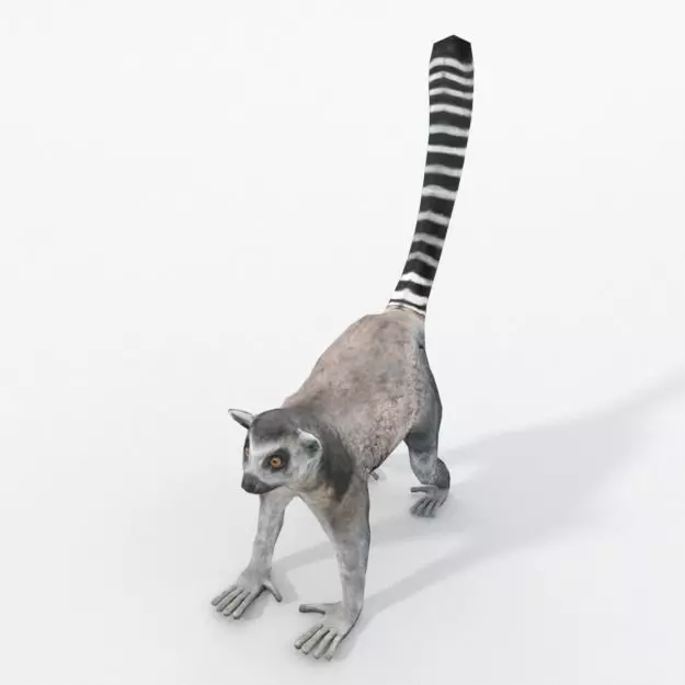 Lemur Low-poly 3D model_0
