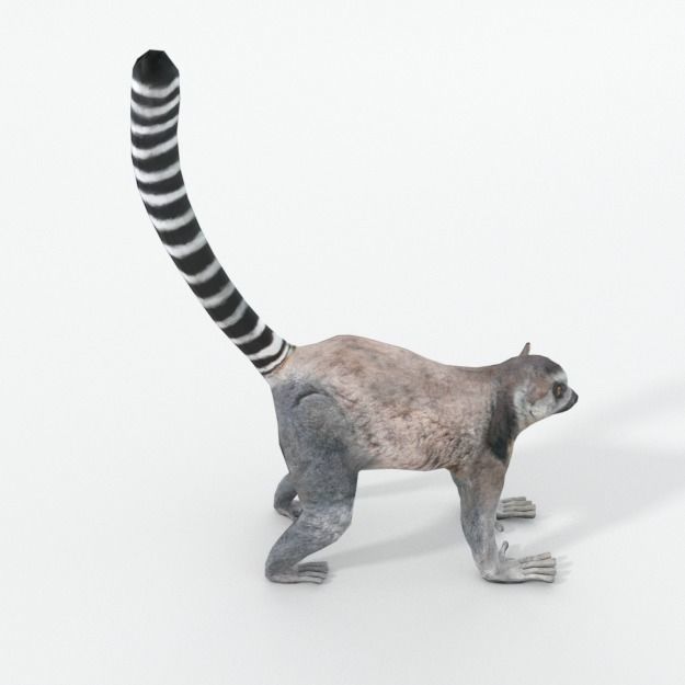 Lemur Low-poly 3D model_3
