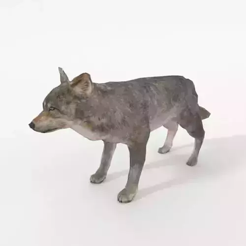 Wolf Animal