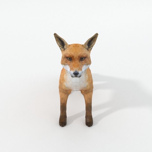 Red Fox Low-poly 3D model_2