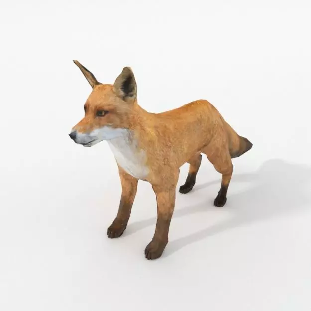 Red Fox Low-poly 3D model_0