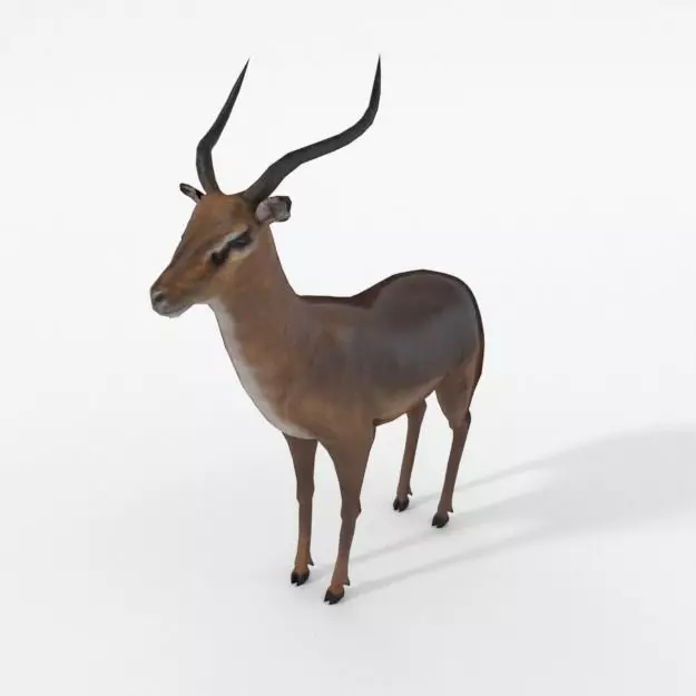 Impala antelope Low-poly 3D model_0
