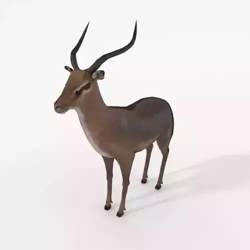 Impala antelope Low-poly 3D model