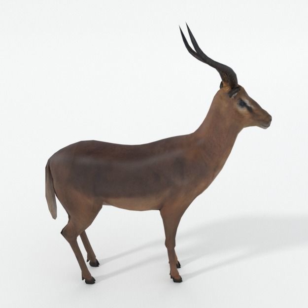 Impala antelope Low-poly 3D model_3