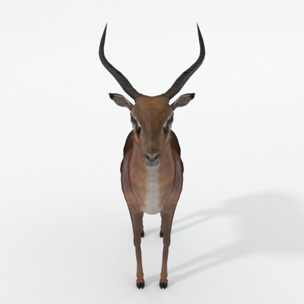 Impala antelope Low-poly 3D model_2