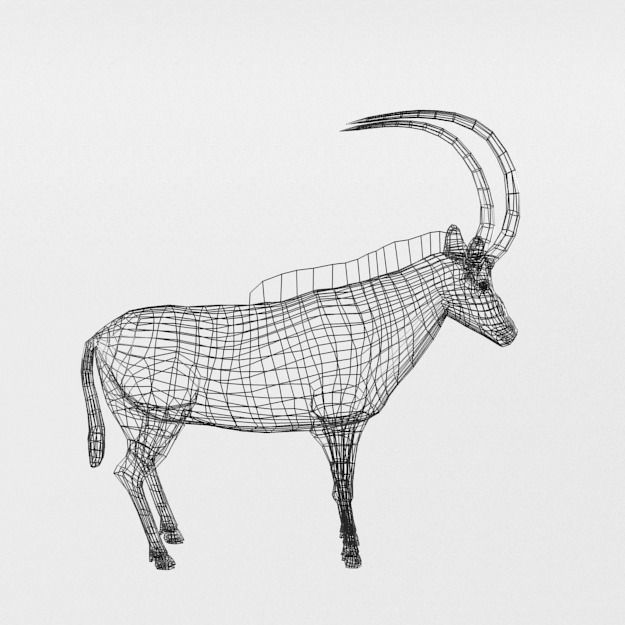 Sable Antelope Low-poly 3D model_7