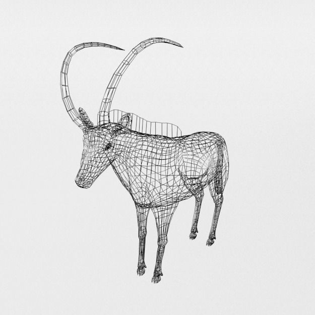 Sable Antelope Low-poly 3D model_4