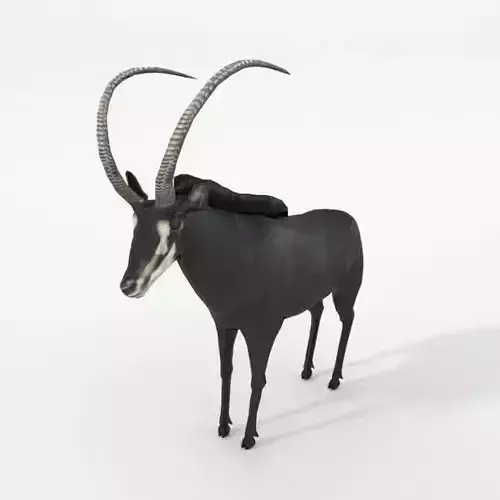 Sable Antelope Low-poly 3D model