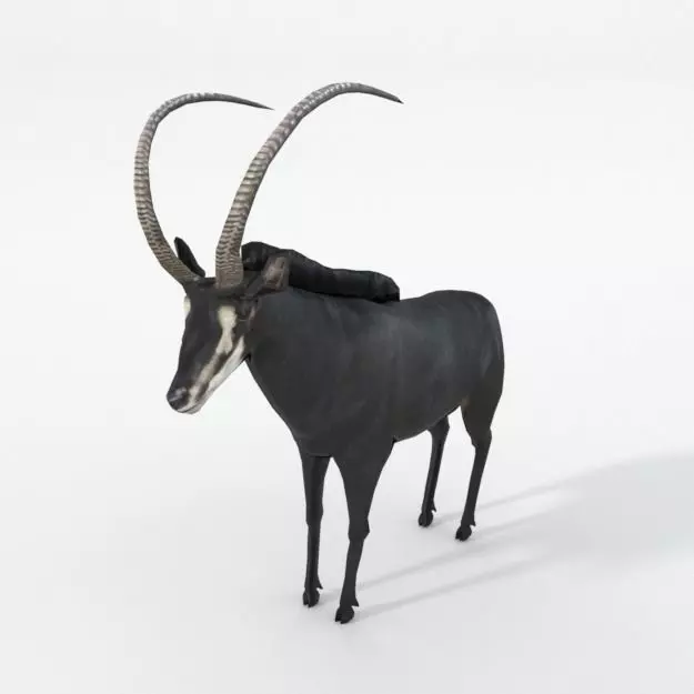 Sable Antelope Low-poly 3D model_0