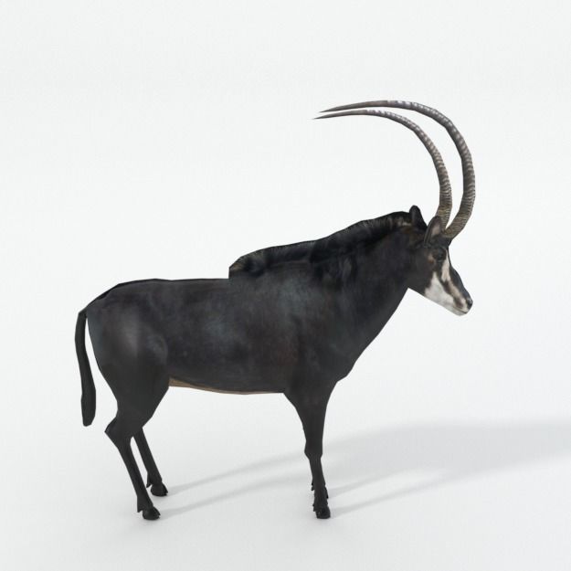 Sable Antelope Low-poly 3D model_3