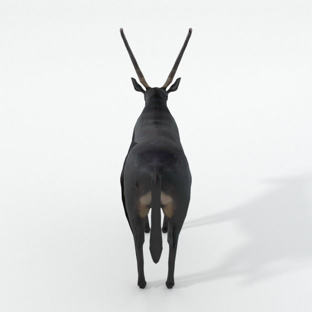 Sable Antelope Low-poly 3D model_1