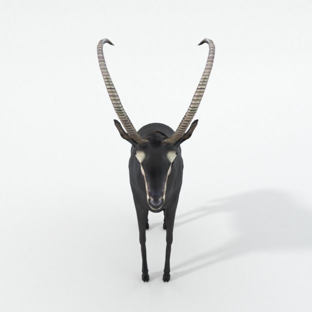Sable Antelope Low-poly 3D model_2