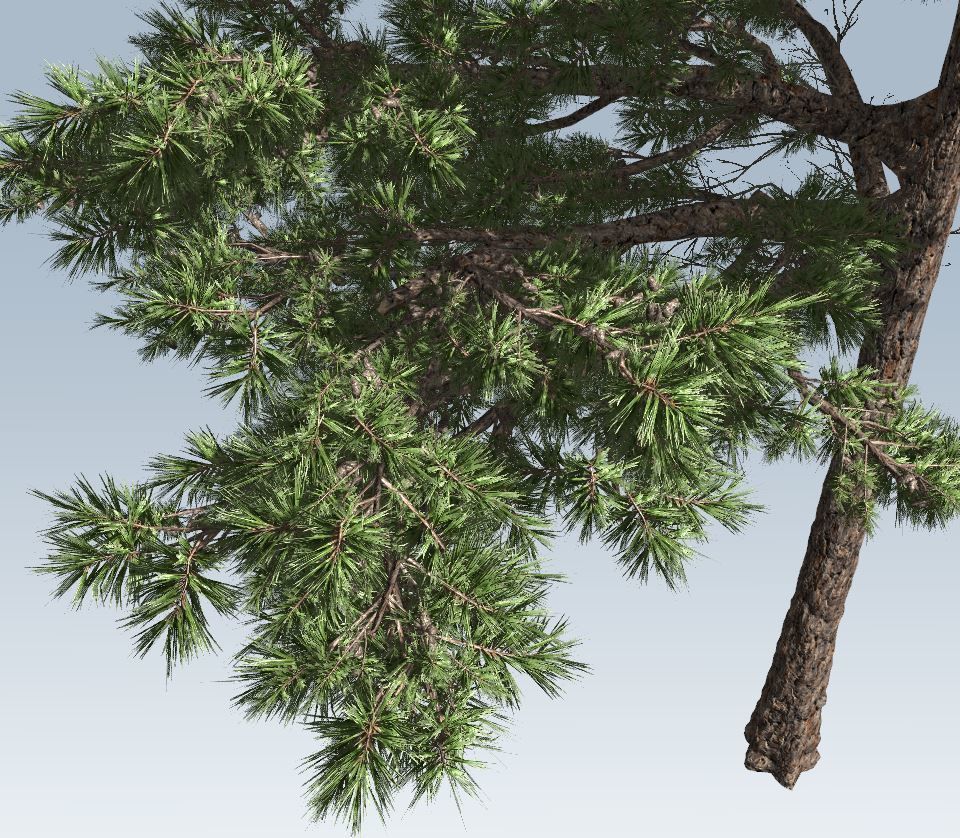 Huangshan Pine 3D model_11