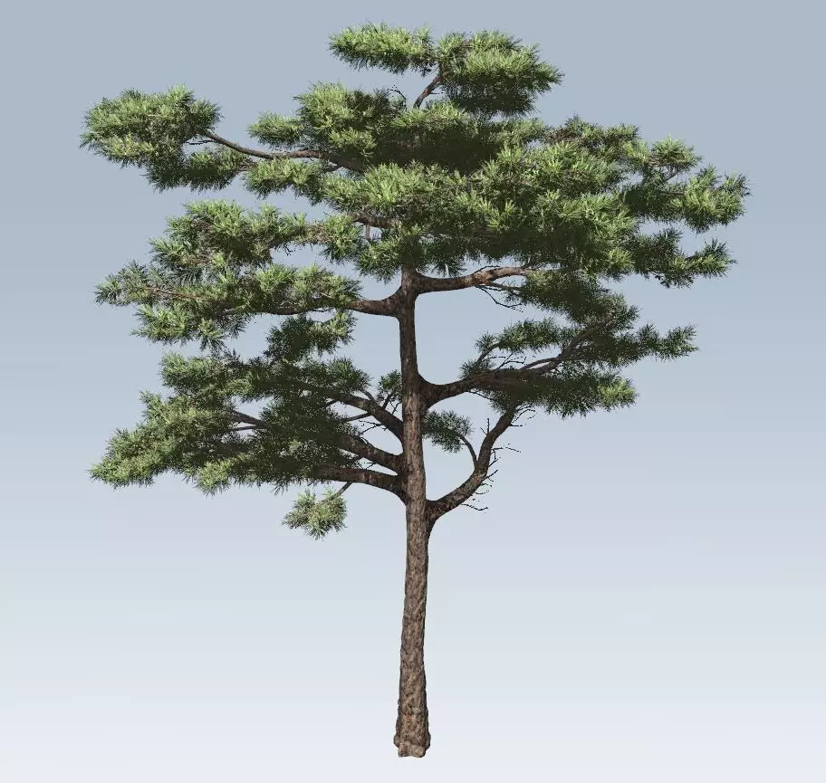 Huangshan Pine 3D model_0