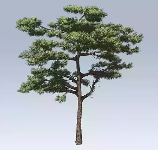 Huangshan Pine