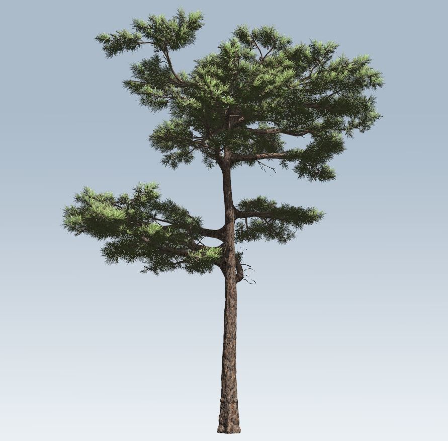 Huangshan Pine 3D model_10