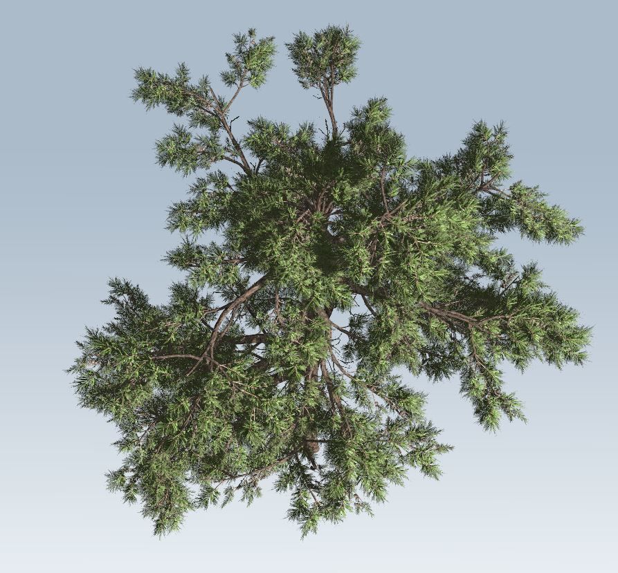 Huangshan Pine 3D model_8